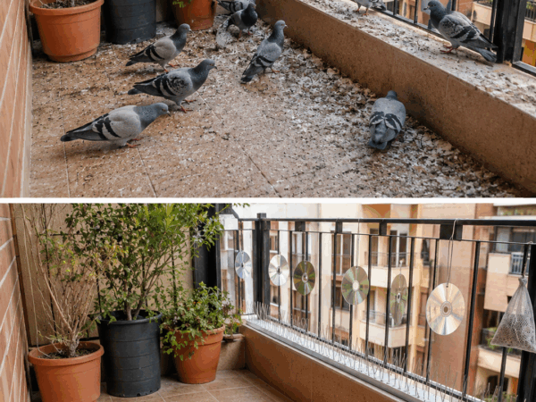 Tauben auf dem Balkon? Diese 3 tierfreundlichen Methoden helfen wirklich