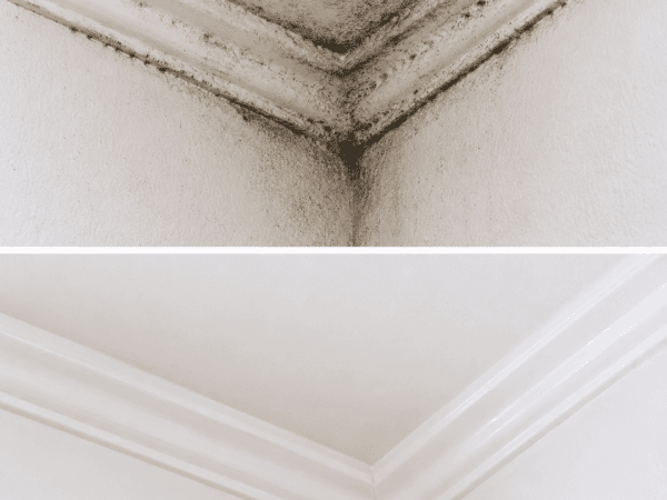 Schimmel an Wand und Decke entfernen: So bekommst du kleine Flecken sicher in den Griff