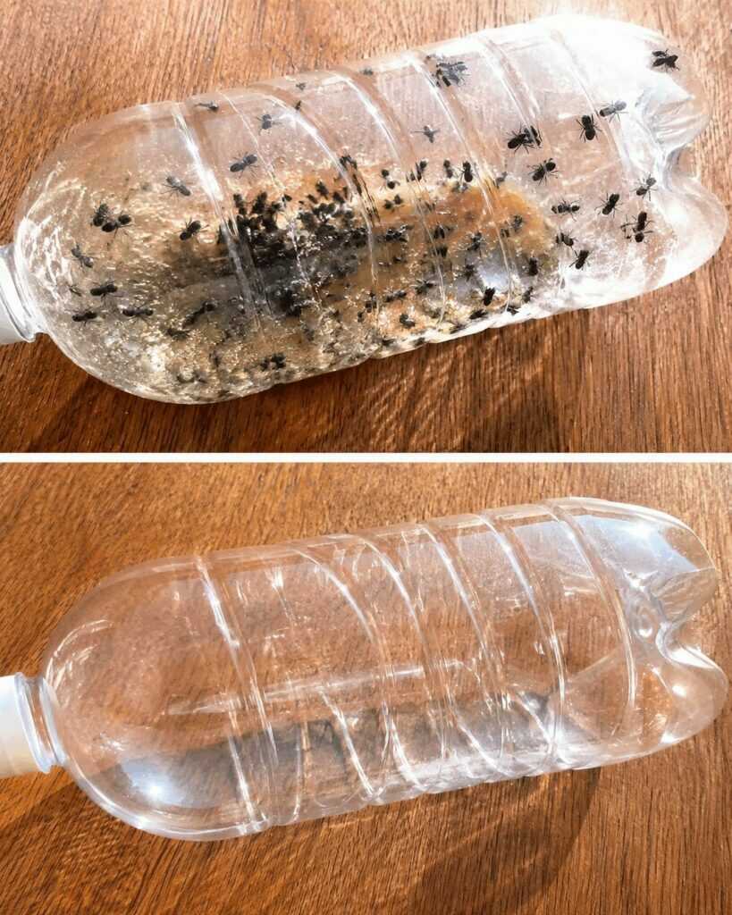 Fliegen im Haus loswerden: 10 bewährte Hausmittel, die wirklich helfen