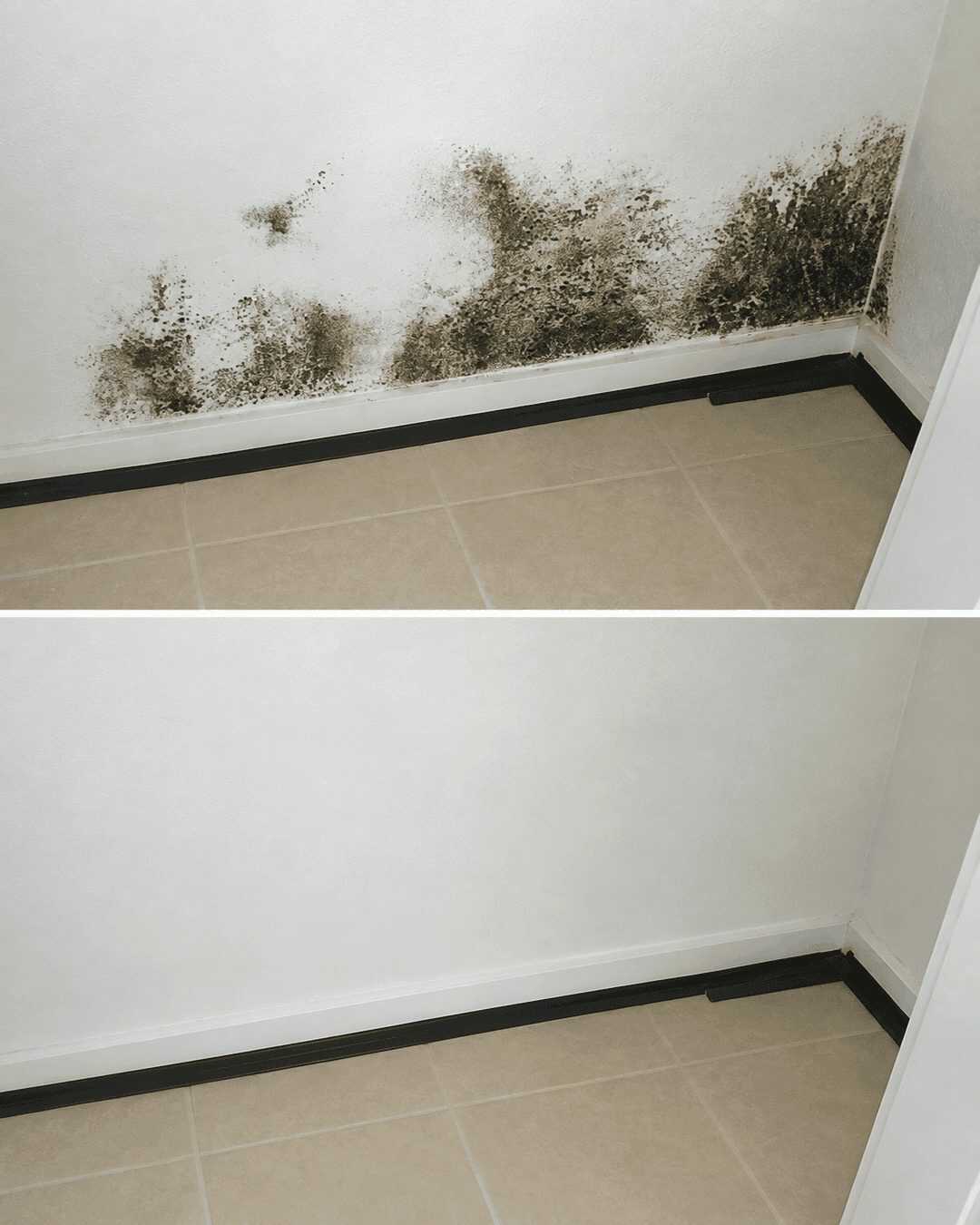 Schimmel an der Wand dauerhaft entfernen – So werden feuchte Wände wieder sauber